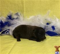 pomeranian puppy posted by Rhonda Wallace